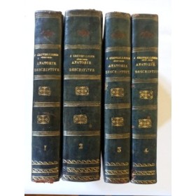 Anatomie descriptive