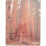 Hewes, Jeremy Joan | Redwoods: The World's Largest Trees