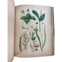 Heuzé, Gustave | Flore pittoresque de la France : anatomie, physiologie, classification, description des plantes indigènes et c