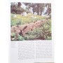 Tosco, Uberto | La Flore alpine