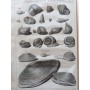 Dezallier d'Argenville | L'histoire naturelle éclaircie dans une de ses parties principales, la conchyliologie