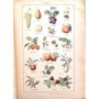 Dutilleul, Jean . Ramé, E. | Les sciences physiques et naturelles ( 5eme édition )