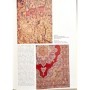 Harris, Nathaniel | Les tapis d'orient