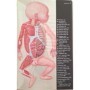 Collectif | Le nouveau-né . Planches anatomiques transparentes