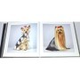 Flach, Tim | Quels chiens !