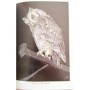 Baudvin, H. (Hugues). Génot, J. C. (Jean-Claude). Muller, Y. (Yves) | Les rapaces nocturnes ( 2e Edition )