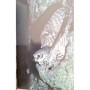 Baudvin, H. (Hugues). Génot, J. C. (Jean-Claude). Muller, Y. (Yves) | Les rapaces nocturnes ( 2e Edition )