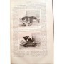 Collectif | La Nature :revue des sciences et de leurs applications aux arts et à l'industrie. Année 1888 Tome 2 second semestre