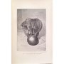 Velvin, Ellen | Le Dressage des fauves par Franck C. Bostock