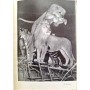 Loevenbruck, Pierre | Les Animaux du cirque