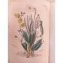 Jacquemart, Albert | Flore des dames : botanique à l'usage des dames et des jeunes personnes / par A. Jacquemart