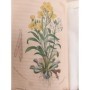 Jacquemart, Albert | Flore des dames : botanique à l'usage des dames et des jeunes personnes / par A. Jacquemart