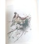 Theuriet, André | Nos oiseaux / André Theuriet - 110 compositions de H. Giacomelli, gravées sur bois par J. Huyot