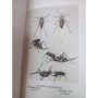 Souvenirs entomologiques : études sur l'instinct et les moeurs des insectes... / Ed; définitive illustrée