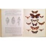 Vie et moeurs des papillons