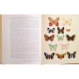 Vie et moeurs des papillons